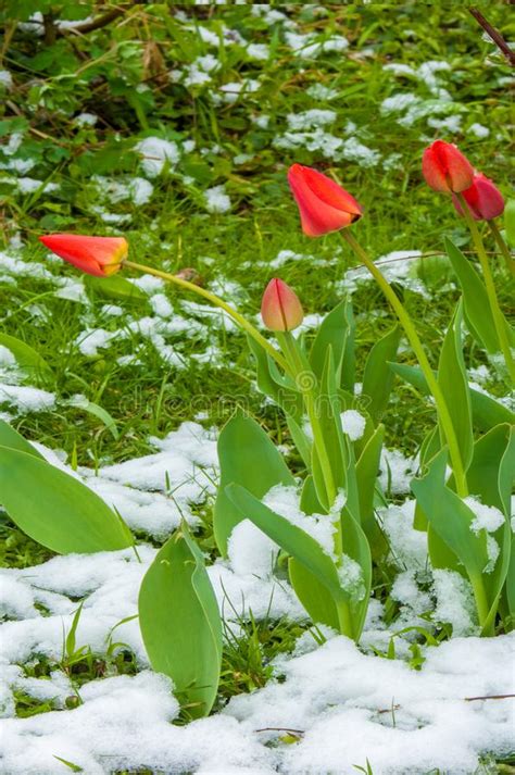 Tulips Snow Stock Photo Image Of April March Freshness 122286630
