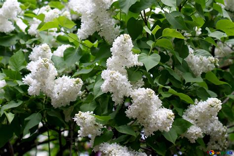 White Lilac Bushes Free Image № 37573
