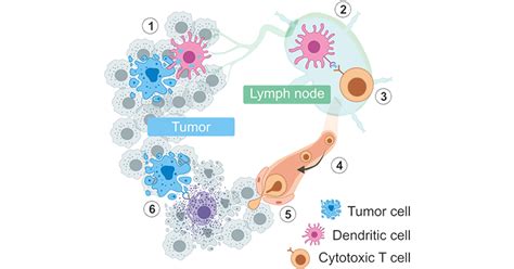Tumor And Immunity Cusabio