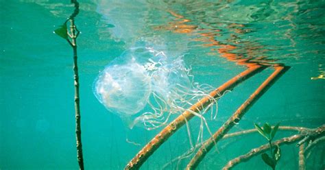 Box Jellyfish Sting Emergency First Aid Side Effects And Symptoms