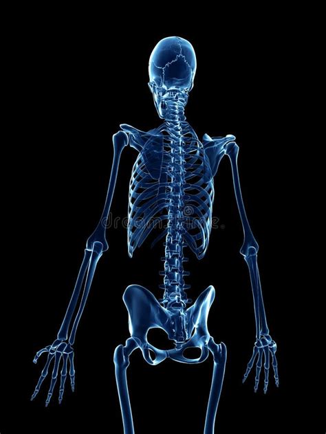 X Ray Style Skeleton Stock Illustration Illustration Of Skeleton