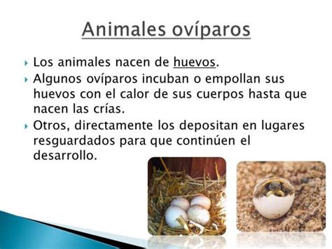 Animales OvÍparos Definición Y Características ¡resumen ImÁgenes