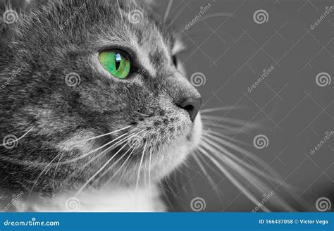 Beautiful Cat With Green Eyes Stock Photo Image Of Reflection Close
