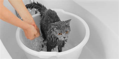 How To Bathe A Cat A Step By Step Guide Unianimal