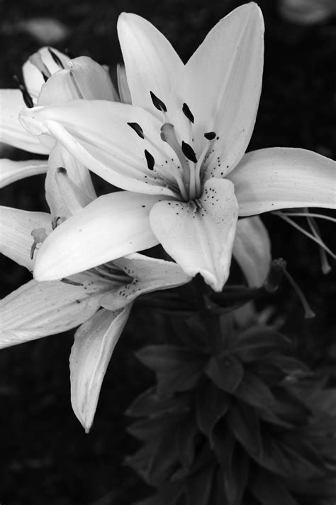 Close up view of white lily flowers. Free Images : love, beautiful, nature lovers, friends ...