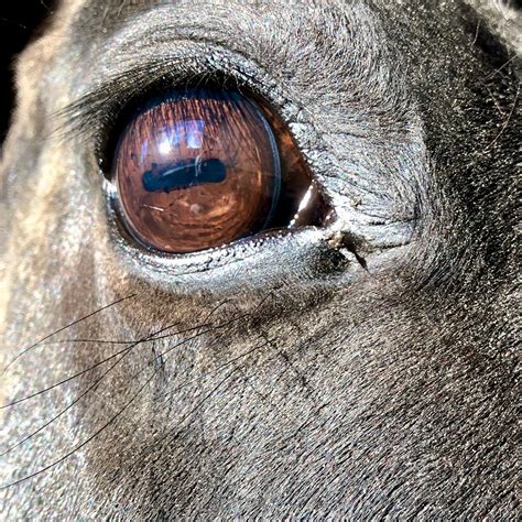 Horse Color Vision Terry Golson