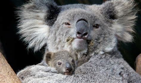 Koala Joey Makes First Appearance At Taronga Zoo