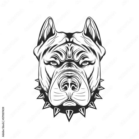 Pitbull Head Hand Drawing Black And White Isolated Vector Illustration