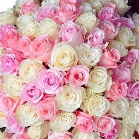 100 Pink And White Roses By Always In Season Florist