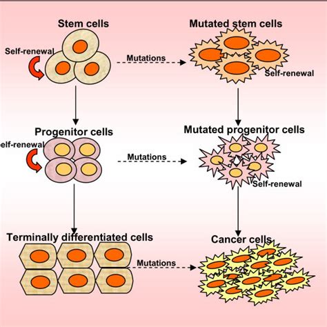Origin Of Cancer Stem Cells Self Renewal And Differentiation