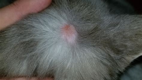 Need Help With Bump On Cats Ear Thecatsite