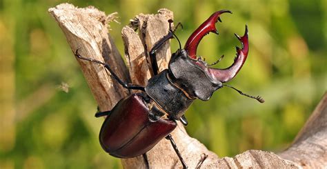 Stag Beetle Facts The Uks Largest Beetle And Where To See It Natural History Museum