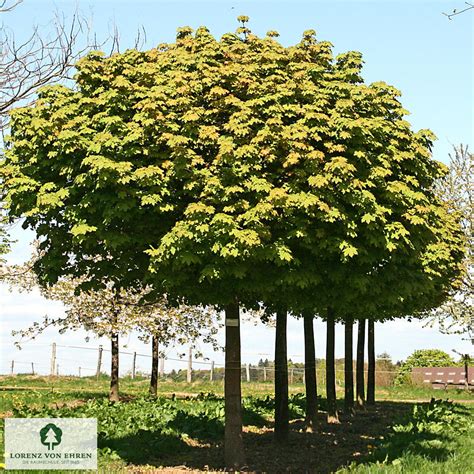 Acer Platanoides Globosum Baumschule Lve