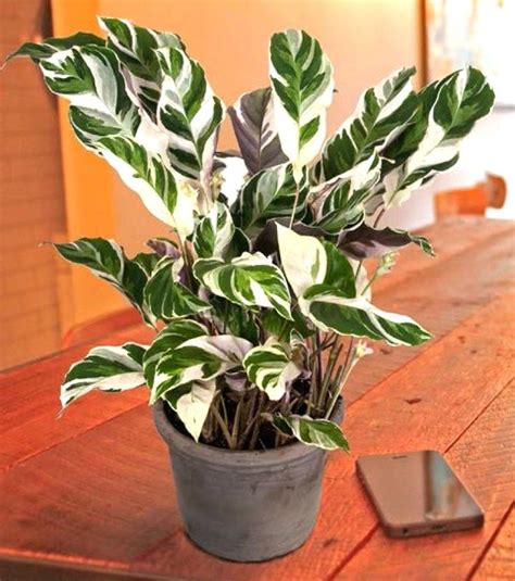 Tropical House Plants Easy To Grow Indoor Houseplants Tropical Foliage