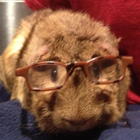 Guinea Pig Wearing Glasses Aww