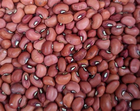 Red Ripper Southern Field Peas Cowpeas Seeds Organically Etsy UK