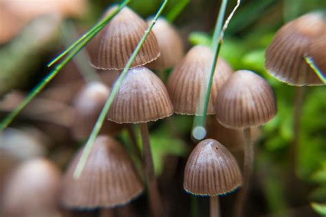 Magic Mushrooms Treating Depression Without Dulling Emotions