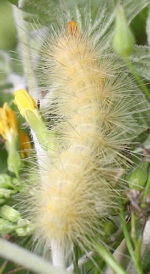Fuzzy Yellow Caterpillar Spilosoma Virginica Bugguidenet