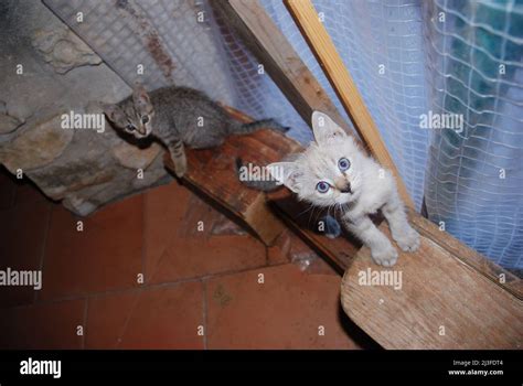 Two Kittens Playing Stock Photo Alamy