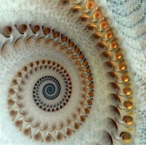 Shell Spiral Patterns In Nature Spirals In Nature Sea Shells
