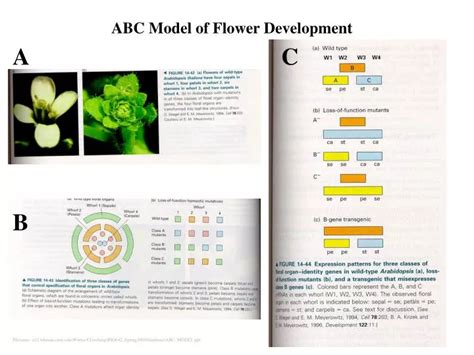 Ppt Abc Model Of Flower Development Powerpoint Presentation Free