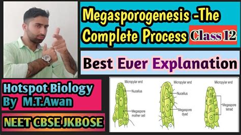 Lecture 9 Class 12 Bio Chapter 2 The Megasporogenesisformation Of