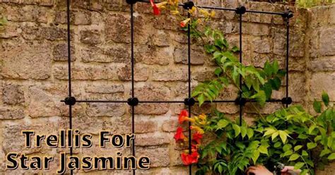 5 Best Trellis For Star Jasmine Decorate Your Garden