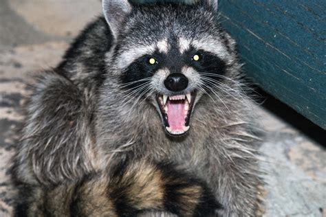 Summer Is Peak Rabies Season Heres What You Need To Know Cbs News