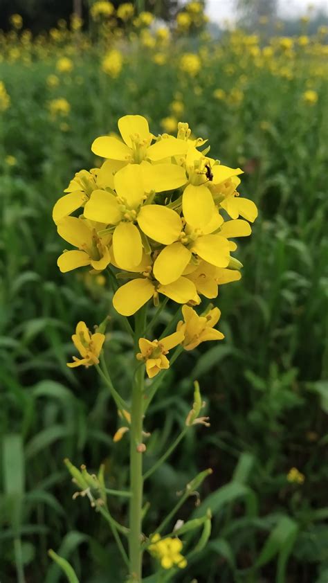 A Mustard Plant Flower Free Image By Prakash Kumar On