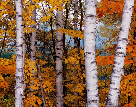 Birch Maple And Pine Trees In Fall Hiawatha National Forest Upper