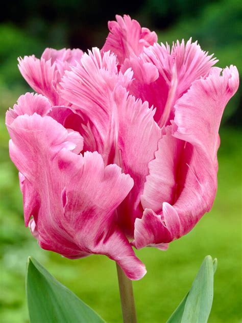 Tulip Flamingo Queen® Dutchgrown™ Order Online From The Farm