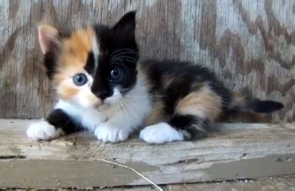 Calico cats are not a breed of cat; Munchkin Cat : History, Characteristics and Temperament ...