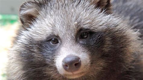 Raccoon Dogs Recaptured After Four Day Search Bbc News