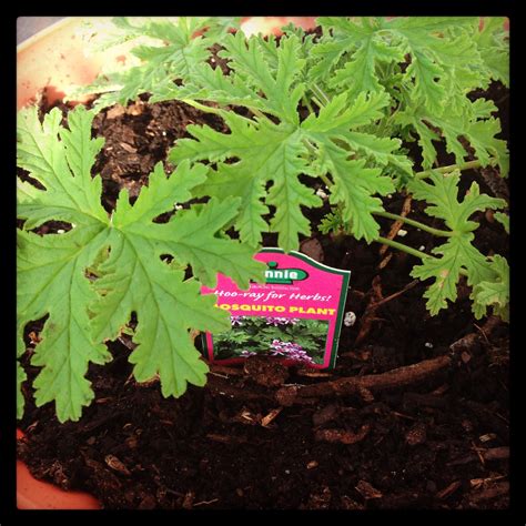 Citronella mosquito plant, repellant. this plant smells so good