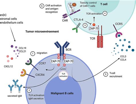 Frontiers Zap 70 Shapes The Immune Microenvironment In B Cell