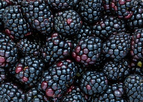 Blackberries The Wonder Fruit