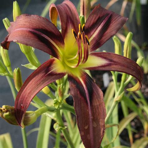 Black Arrowhead Oakes Daylilies