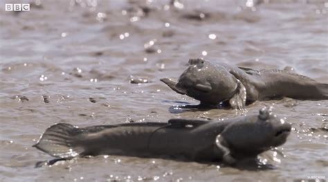 The Mudskipper An Amazing Amphibious Fish The Kid Should See This