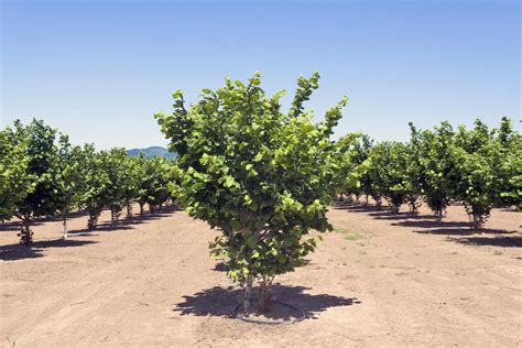 Hazelnut Trees How To Grow And Care AMERICAN GARDENER