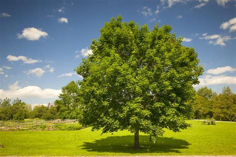 Large Single Maple Tree On Sunny Summer Day In Green Field With
