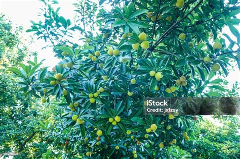 Green Waxberry Grow On Tree Stock Photo Download Image Now Bush