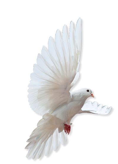 Download Free Dove Png Transparent Background And Clipart
