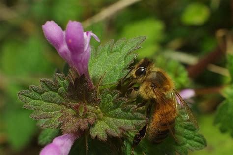 Bees make the honey in the spring, summer and early fall when the flowers are in bloom and producing nectar and pollen. Honey Bee on Henbit Flowers Photograph by Billy Griffis Jr