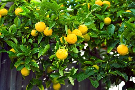 Welcome to another installment of tuesdays in the garden! Top 5 Tips for Caring for a Meyer Lemon Tree - US Citrus