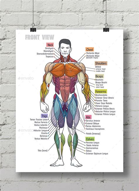 Muscle Anatomy Сhart Human Muscle Anatomy Muscle Anatomy Muscle