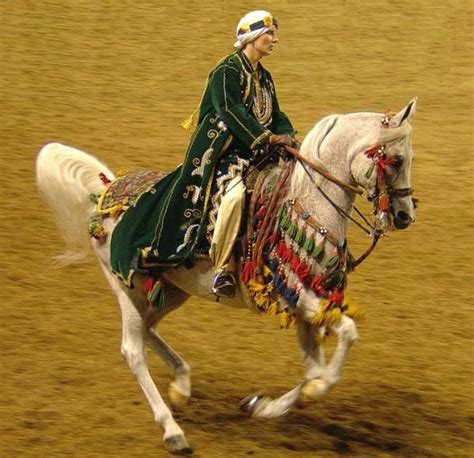 An Arabian Horse In Native Costume Used In Both Exhibition And