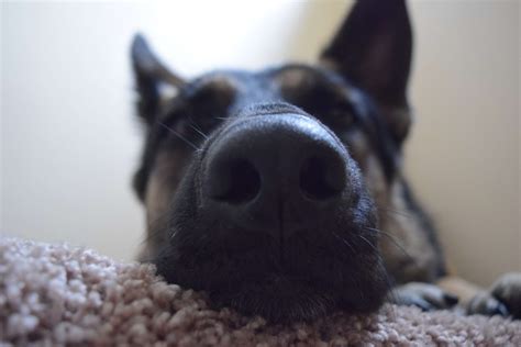 Closeup Dog Nose Pet 4k Wallpaper Coolwallpapersme