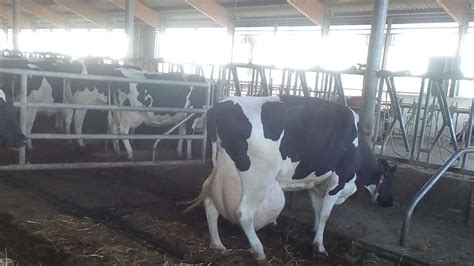 Ladenburg Kuh Mit Extrem Großen Euter In Milchbetrieb Milch O Mat