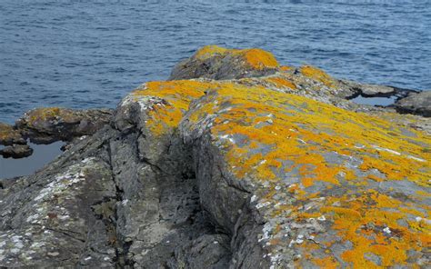 Maybe you would like to learn more about one of these? A Kilchoan Diary: The Most Westerly Lichens