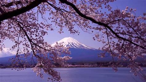 Mount Fuji And Blooming Cherry Blossoms Yamanashi